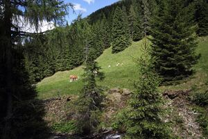 Gumpental 49549 2017-06-09.jpg