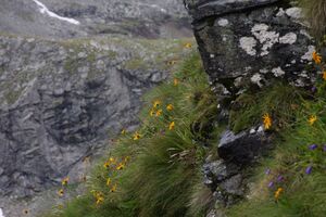 Im Wildkar 2600 2009-07-25.jpg