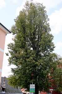 ND 893 AltenmarktSG-0551-2025-08-06.jpg