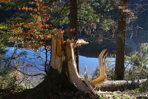 Ödensee 78097 2014-11-03.jpg