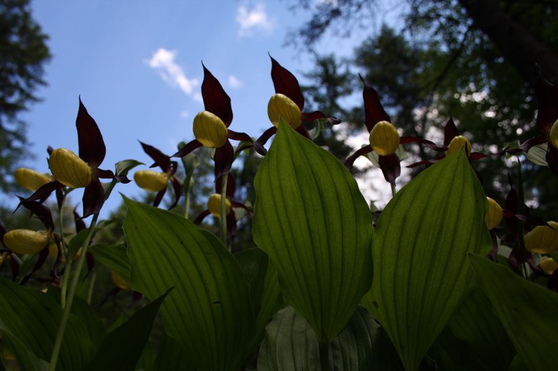Datei:Frauenschuh 2303 2011-05-26.jpg