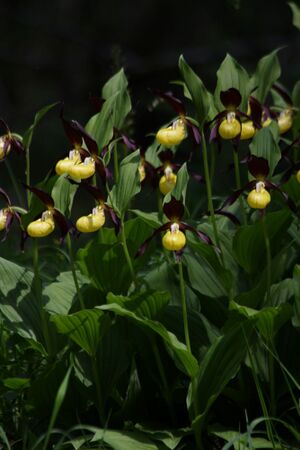 Frauenschuh 2259 2011-05-26.jpg