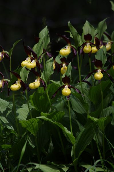 Datei:Frauenschuh 2259 2011-05-26.jpg