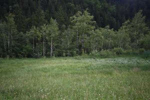 Oppenberger moos 78846 2018-06-11.jpg