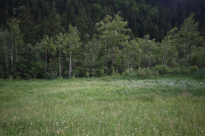 Datei:Oppenberger moos 78846 2018-06-11.jpg