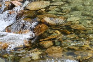 PreuneggbachIMG 2087.jpg