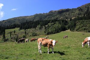 Sattental 56636 2017-08-25.jpg