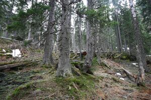 Strickerkar 55741 2014-05-02.jpg