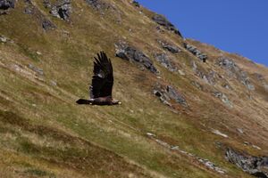 Adler-großsölk 1391 2013-09-25.jpg