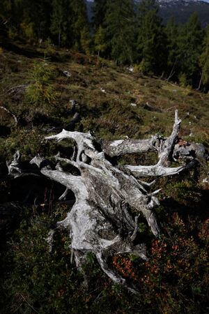 Bei der kammalm 40616 2012-10-05.jpg