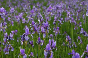 Enns-Altarme Niederstuttern 58419 2014-05-21.jpg