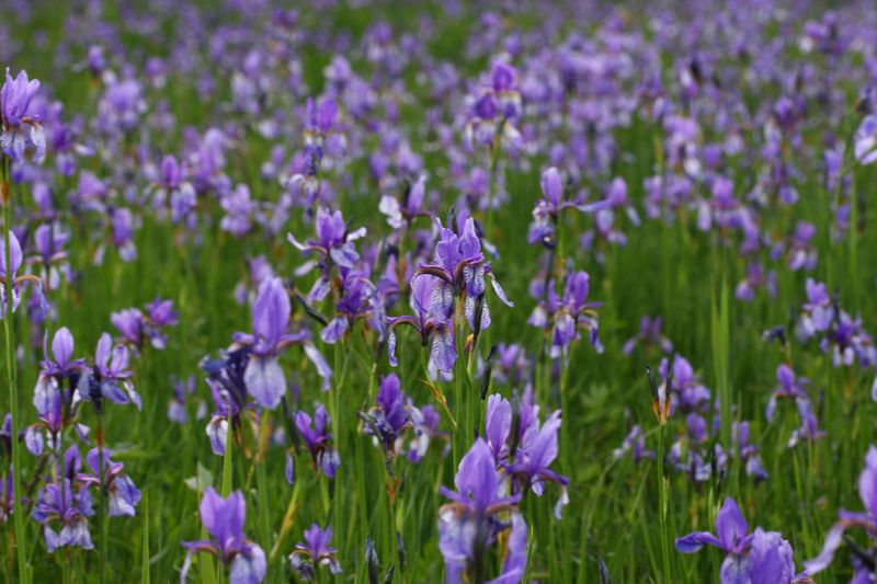 Datei:Enns-Altarme Niederstuttern 58419 2014-05-21.jpg