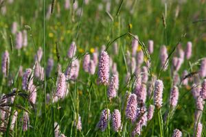 Enns-Altarme bei Niederstuttern 58886 2014-05-26.jpg