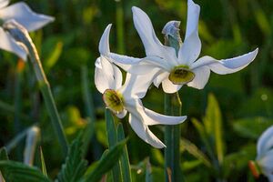 Feuchtwiesen trautenfels6055.jpg