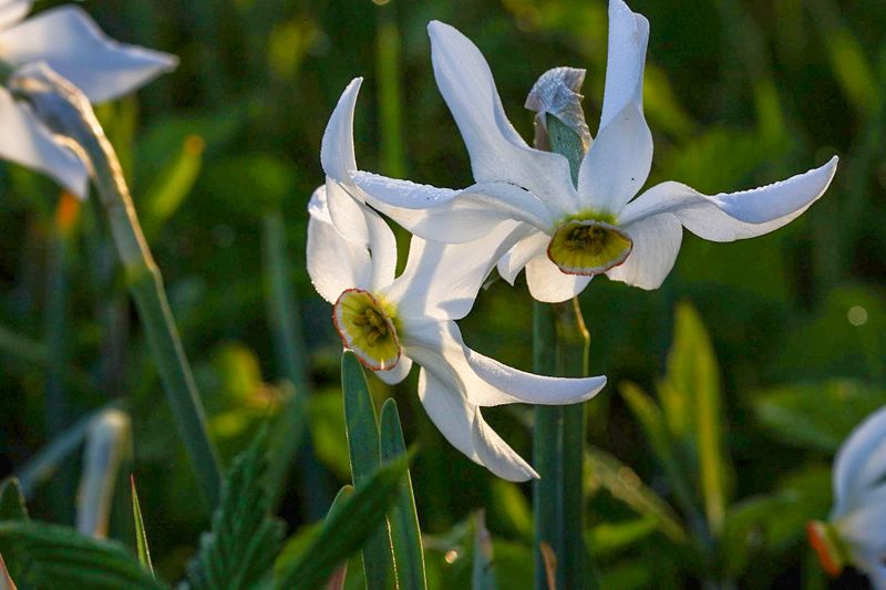 Datei:Feuchtwiesen trautenfels6055.jpg