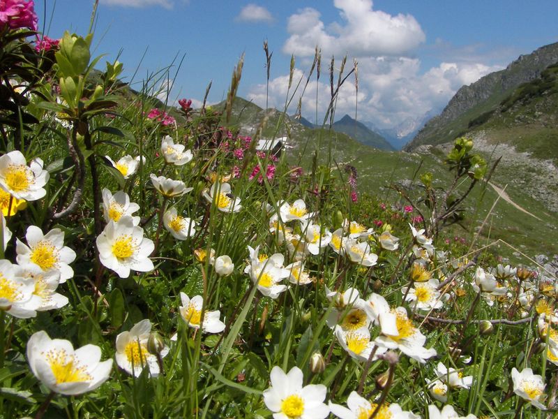 Datei:Giglach 2195 2006-07-10.jpg