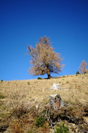 Lärche stiegleralm 14441 2015-11-18.jpg