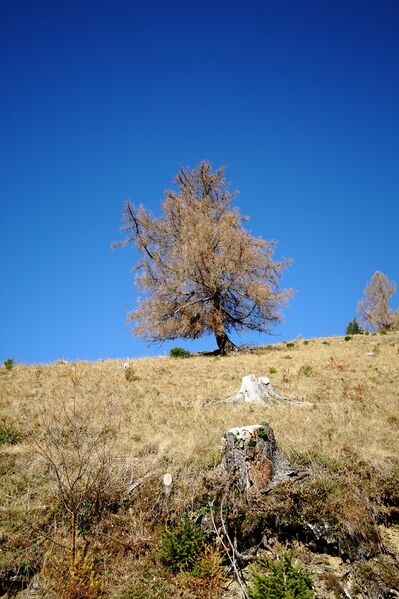 Datei:Lärche stiegleralm 14441 2015-11-18.jpg