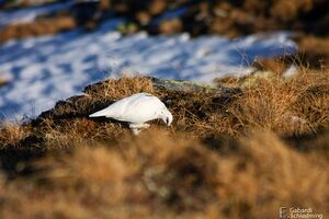 Schneehuhn1268.jpg