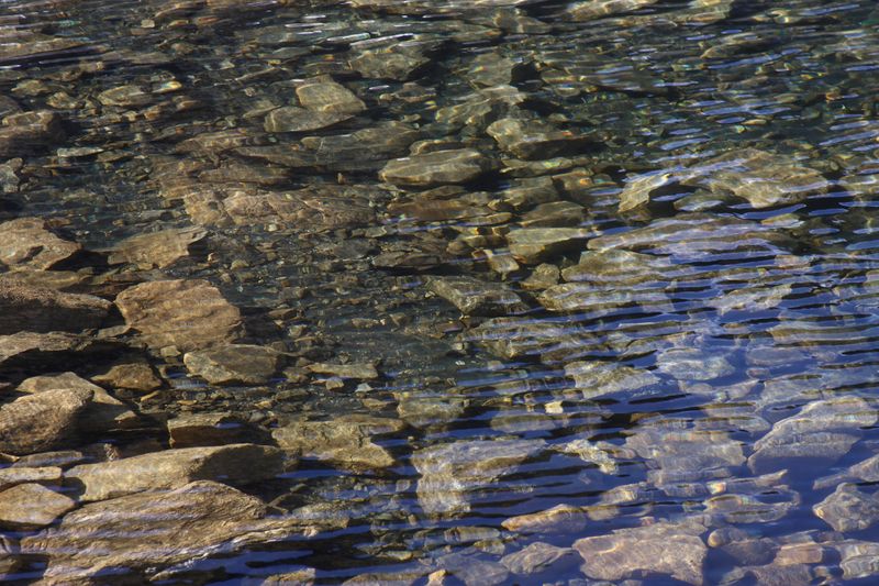 Datei:Goldlacken 0330 2013-10-08.jpg