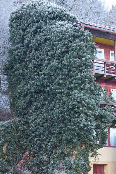 Datei:Efeu Haus Kieler-015-2025-12-14.jpg