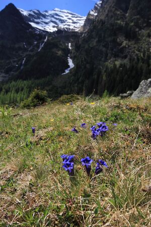 Enzian sattental 46084 2017-05-19.jpg