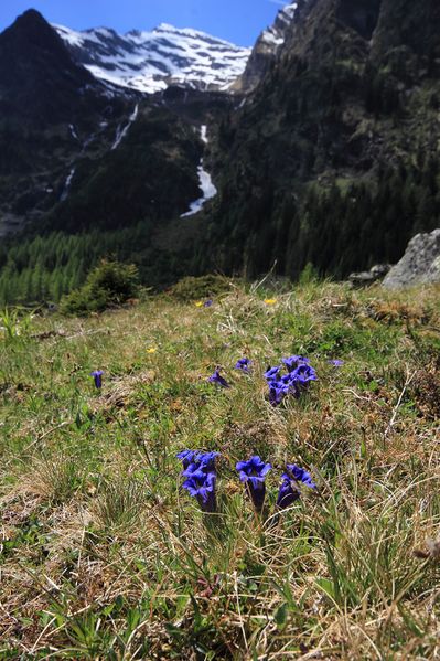 Datei:Enzian sattental 46084 2017-05-19.jpg