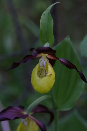 Frauenschuh 2187 2011-05-26.jpg