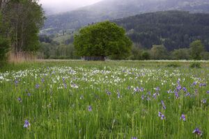 Trautenfels niederstuttern 57838 2014-05-14.jpg