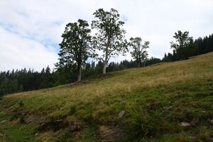 Hinterer krahberger 02402 2015-09-10.jpg