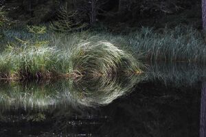 Salleitnerteich Oberhausberg 57603 2017-09-15.jpg