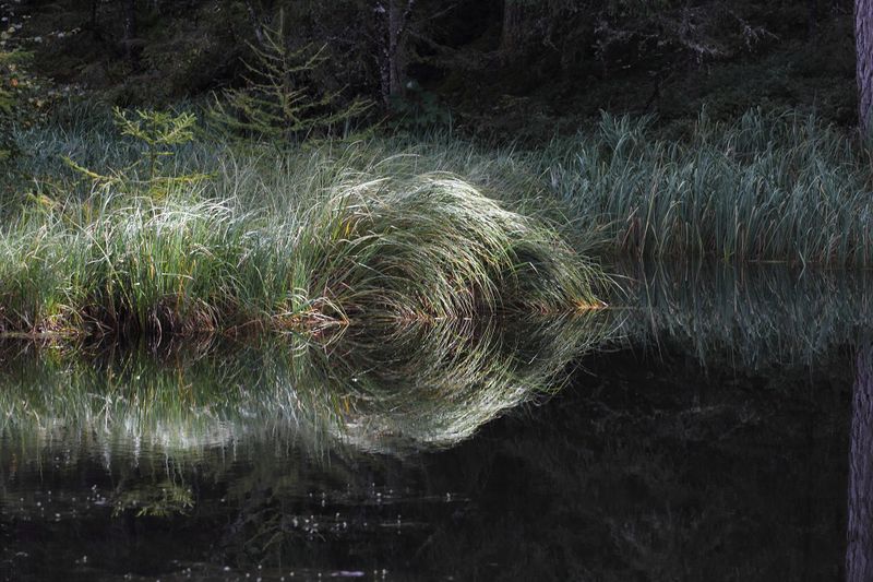 Datei:Salleitnerteich Oberhausberg 57603 2017-09-15.jpg
