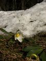 Schneerose 90829 2006-02-27.jpg