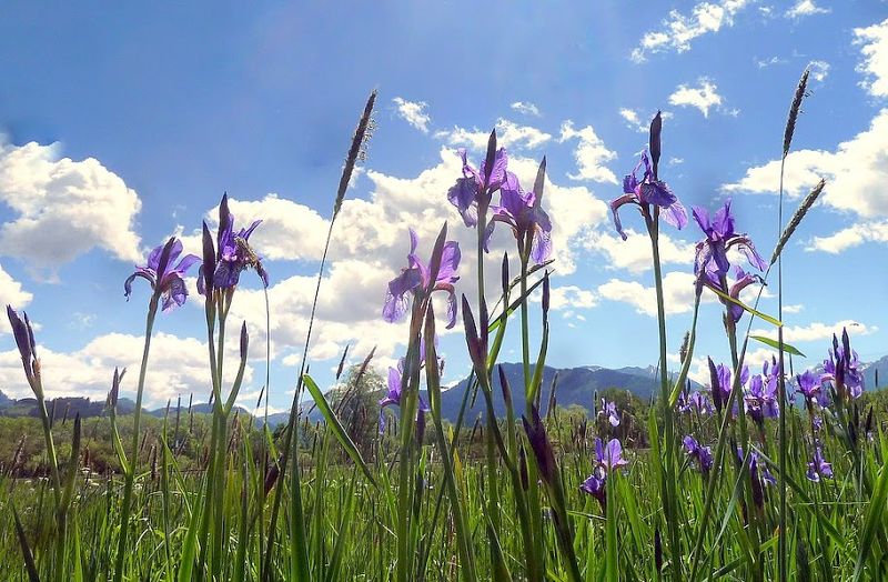 Datei:Schwertlilienwiese bei Trautenfels02.JPG