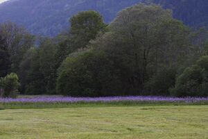 Enns-Altarme Niederstuttern 58440 2014-05-21.jpg