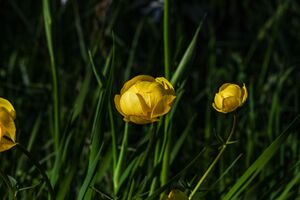 Europaschutzgebiet niederstuttern5113.jpg