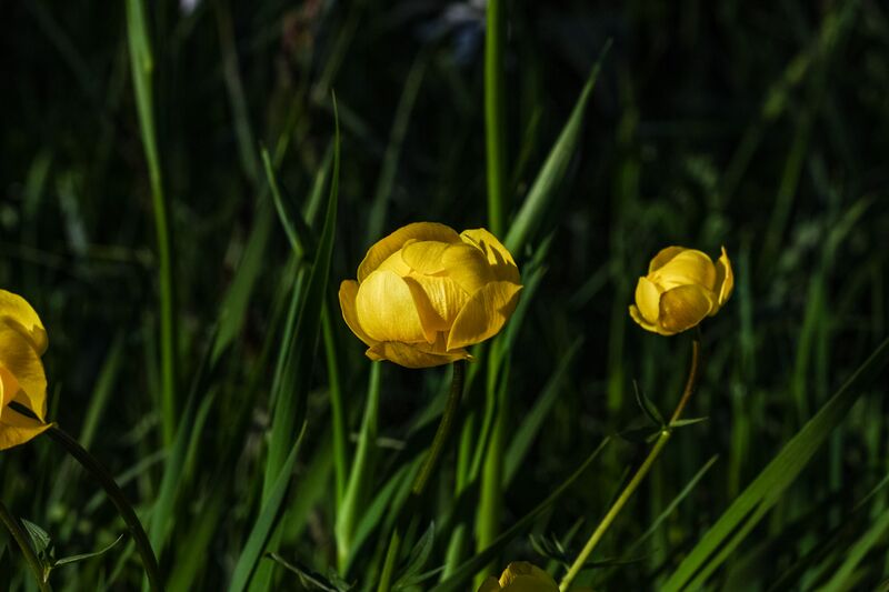 Datei:Europaschutzgebiet niederstuttern5113.jpg