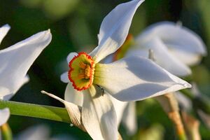 Feuchtwiesen trautenfels6046.jpg