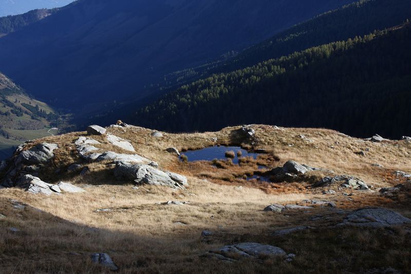 Datei:Goldlacken 0212 2013-10-08.jpg