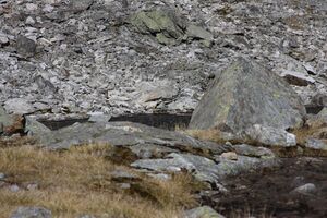 Goldlacken 0362 2013-10-08.jpg