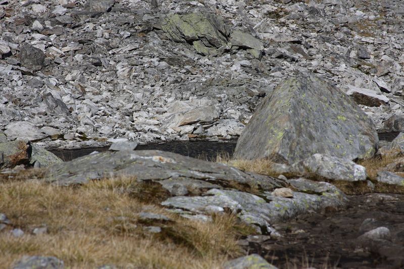 Datei:Goldlacken 0362 2013-10-08.jpg