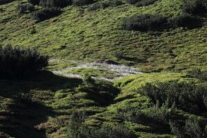 Gumpenkar 53221 2017-07-05.jpg