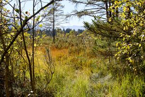 Moor Die Auen furt-0455-2023-09-29.jpg