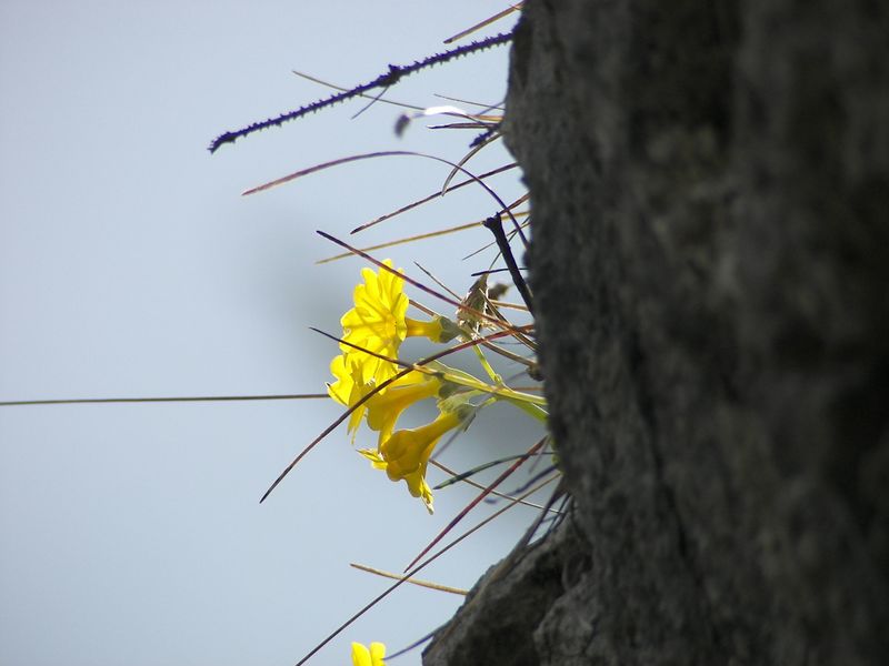 Datei:Petergstamm silberkar 90526 2006-05-10.jpg