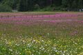 Preuneggtal-blumen 11659 2013-06-30.jpg