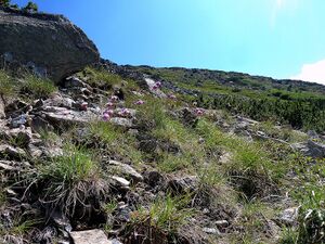 Steinkarseekopf 04.JPG