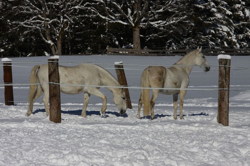 Datei:Zechmannhof ramsau 17473 2016-01-18.jpg