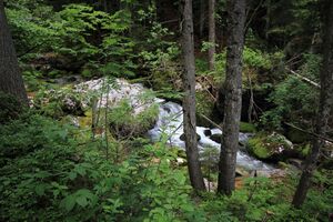 Zimitzbach grundlsee 77305 2018-06-04.jpg