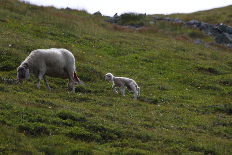 Datei:Gamsfeld pietrach 32999 2011-08-01.jpg