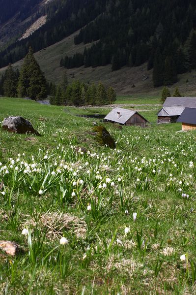 Datei:Hüttfeldalm-schneeglöckchen 55925 2014-05-02.jpg